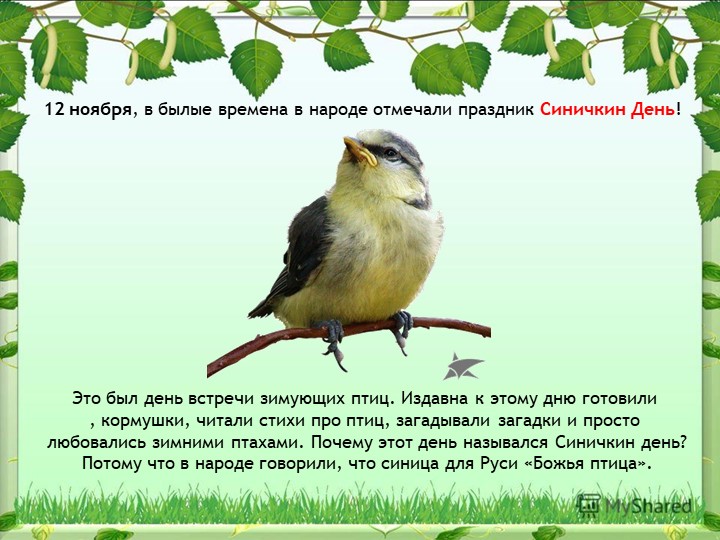 Презентация на тему "Синица,а как она живет"