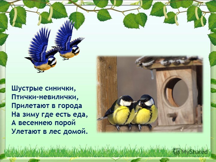Презентация на тему "Синица,а как она живет"