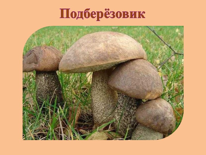 "Земля - наш общий дом"
