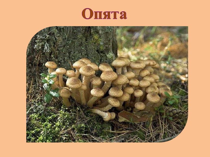 "Земля - наш общий дом"