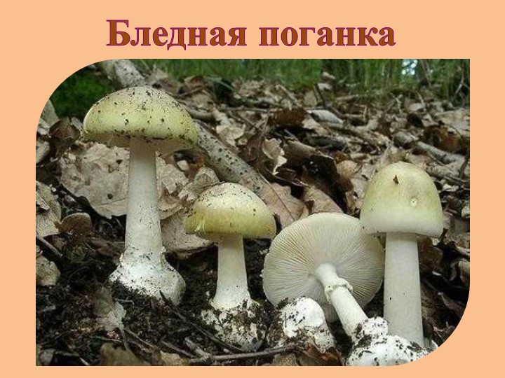 "Земля - наш общий дом"