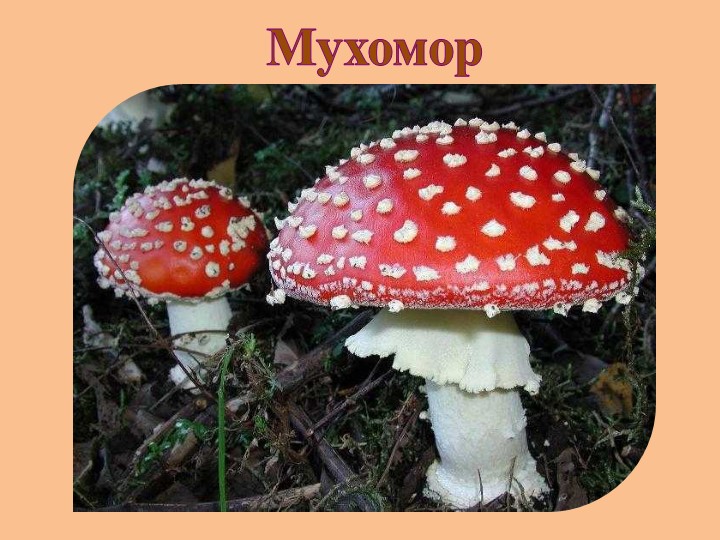 "Земля - наш общий дом"