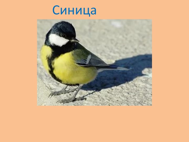 "Земля - наш общий дом"