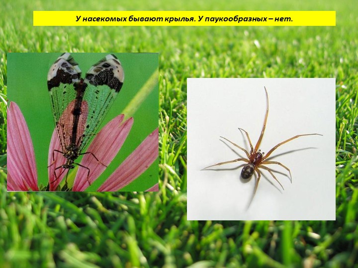 Пауки или маленькие страшилища
