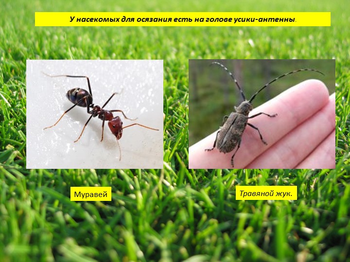 Пауки или маленькие страшилища