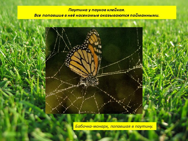 Пауки или маленькие страшилища