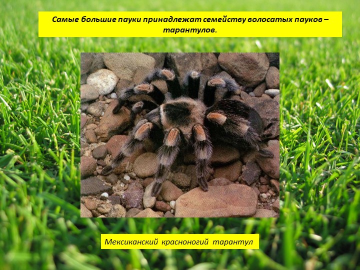 Пауки или маленькие страшилища