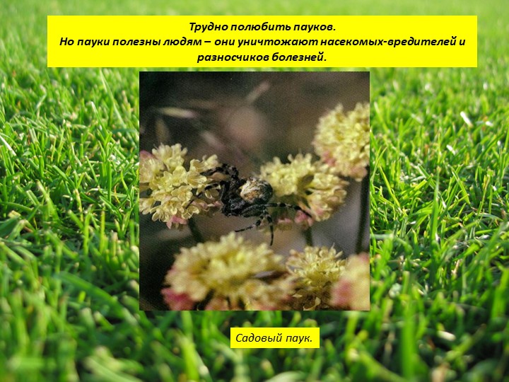Пауки или маленькие страшилища