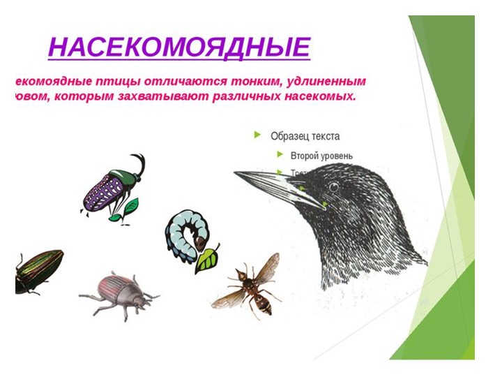 Презентация по окружающему миру "Птицы"