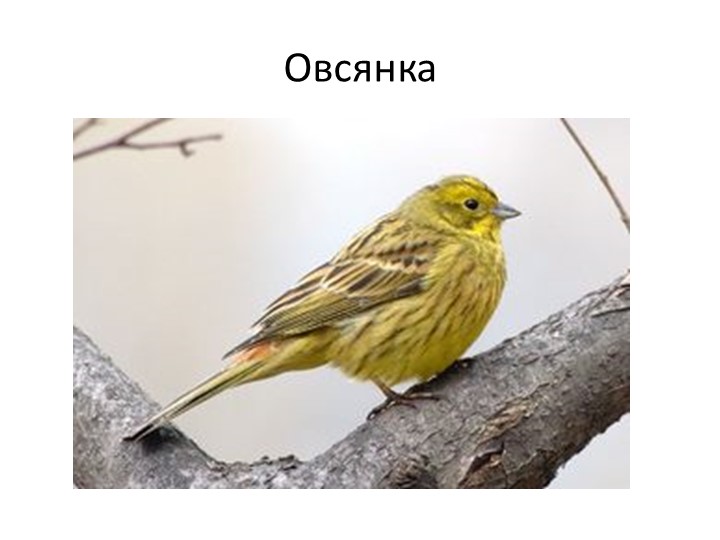 Презентация по окружающему миру "Птицы"