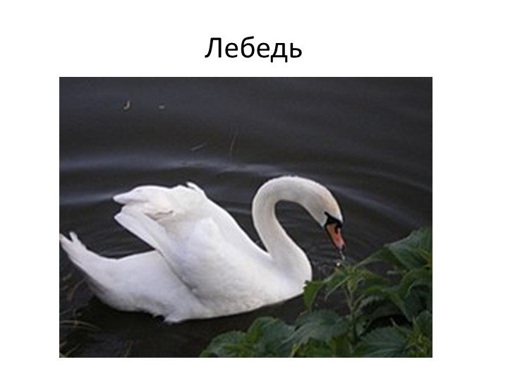 Презентация по окружающему миру "Птицы"