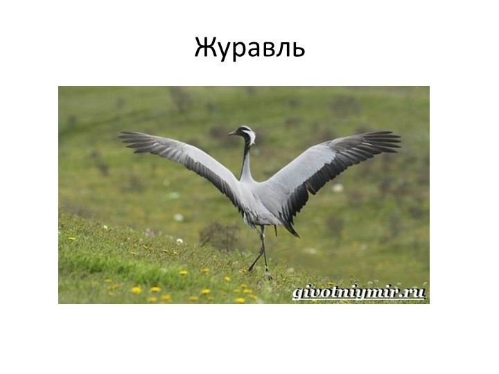 Презентация по окружающему миру "Птицы"