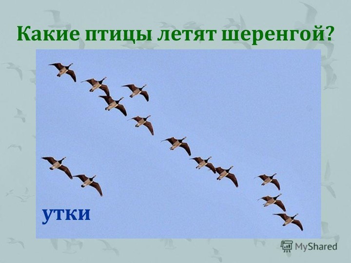 Презентация по окружающему миру "Птицы"