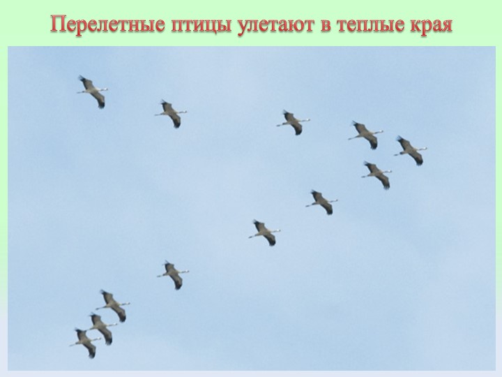 Презентация "Птицы" Подготовительная группа ДОУ