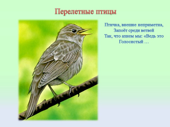 Презентация "Птицы" Подготовительная группа ДОУ