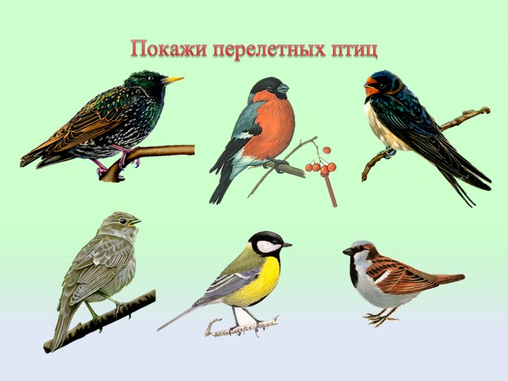 Презентация "Птицы" Подготовительная группа ДОУ