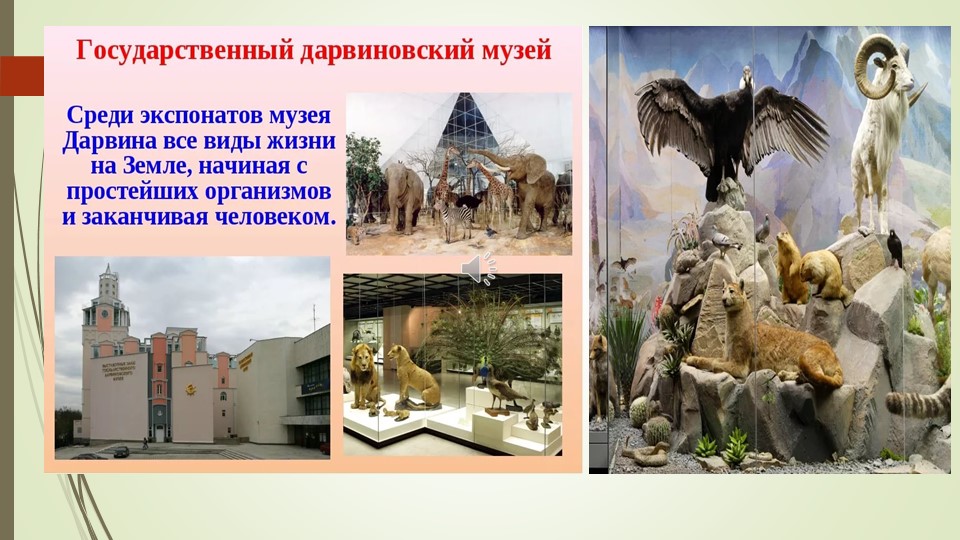 Экскурсия в музей: Государственный Дарвиновский музей