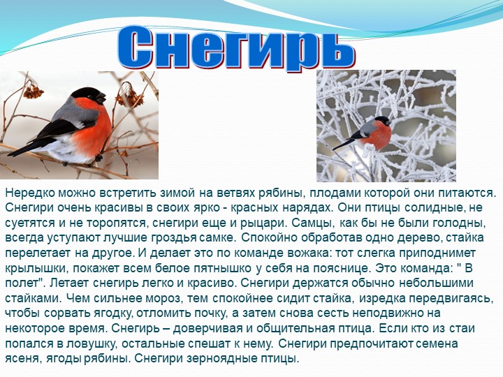 "Зимующие птицы Тамбовской области"