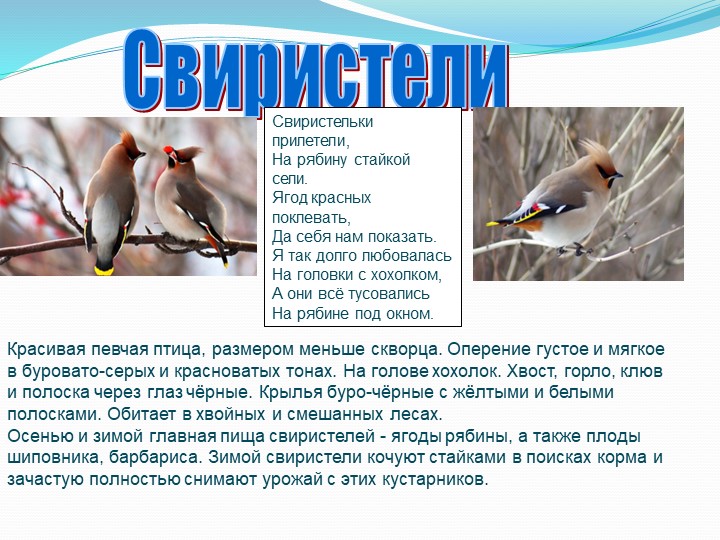 "Зимующие птицы Тамбовской области"