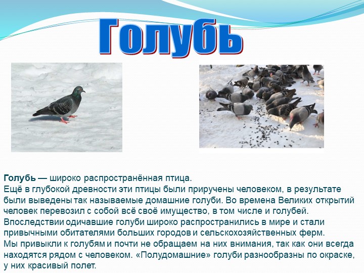 "Зимующие птицы Тамбовской области"
