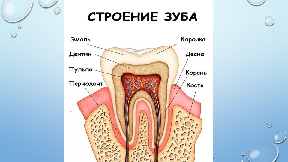 Исследовательская работа детей "Зачем нужно чистить зубы"