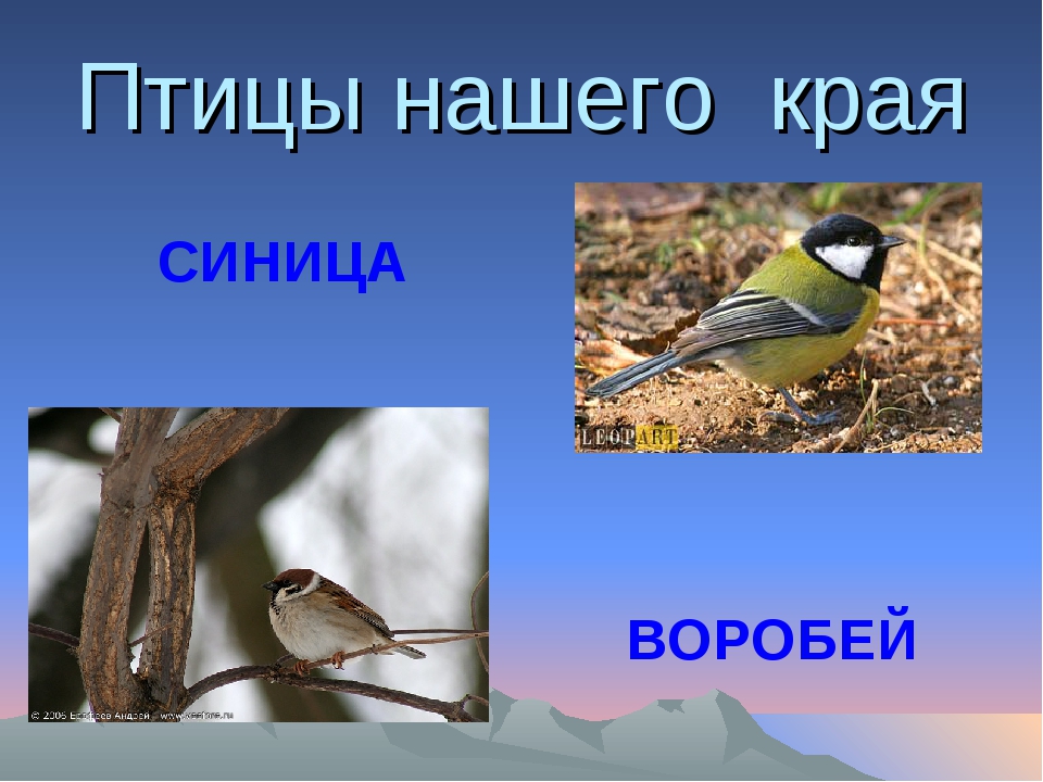 Птицы нашего края. Птицы наших краев. Птицы нашего края для детей. Все птицы нашего края.