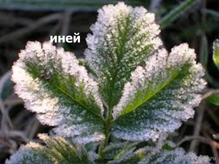Презентация для подготовительной группы о свойствах воды «Волшебник воды»