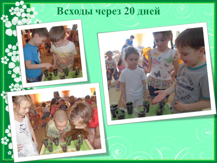 Исследовательский проект на тему "Яблочко душистое, румяно - золотистое"