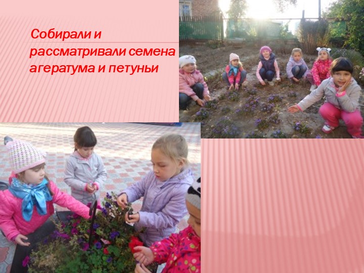 Презентация на тему "Мир семян"