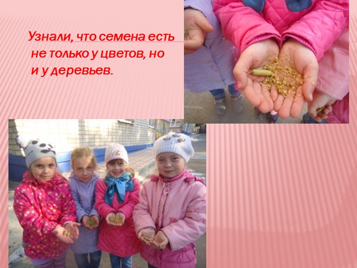 Презентация на тему "Мир семян"