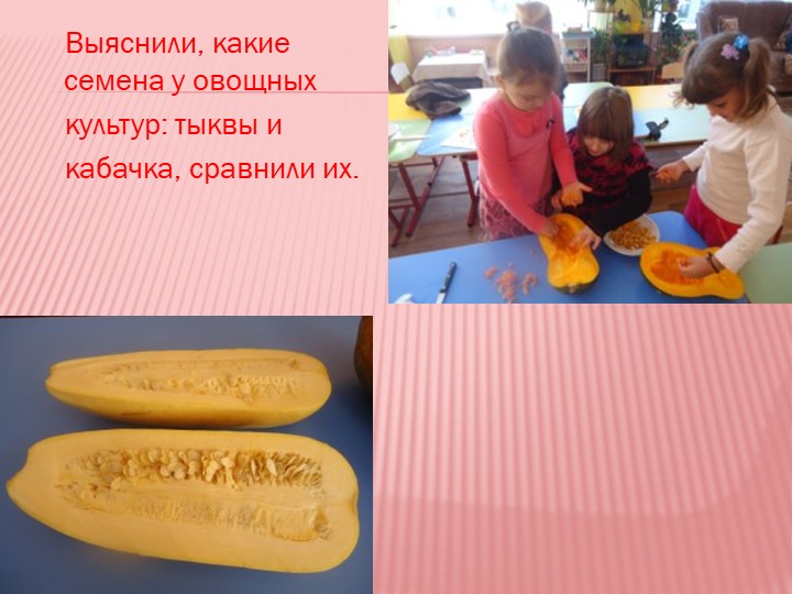 Презентация на тему "Мир семян"