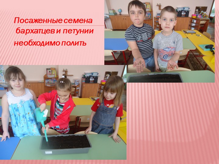 Презентация на тему "Мир семян"