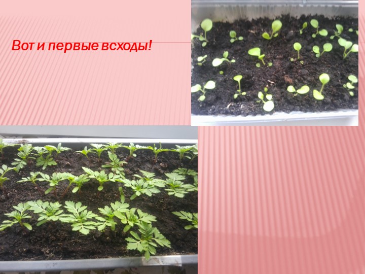 Презентация на тему "Мир семян"