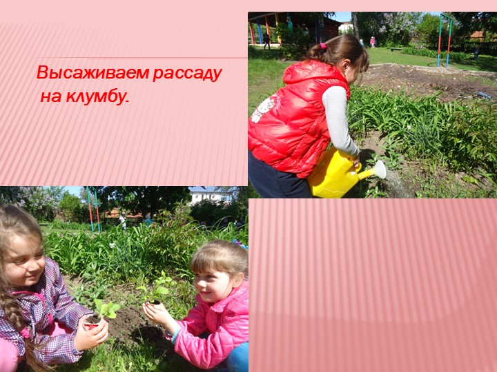 Презентация на тему "Мир семян"