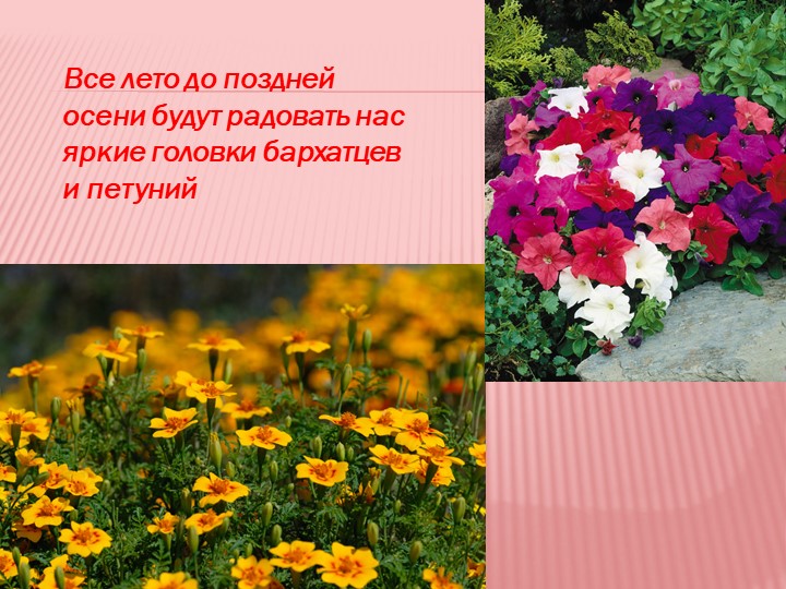 Презентация на тему "Мир семян"