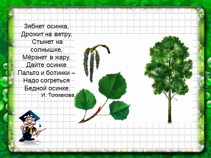 Презентация по познавательному экологическому развитию на тему "Деревья"