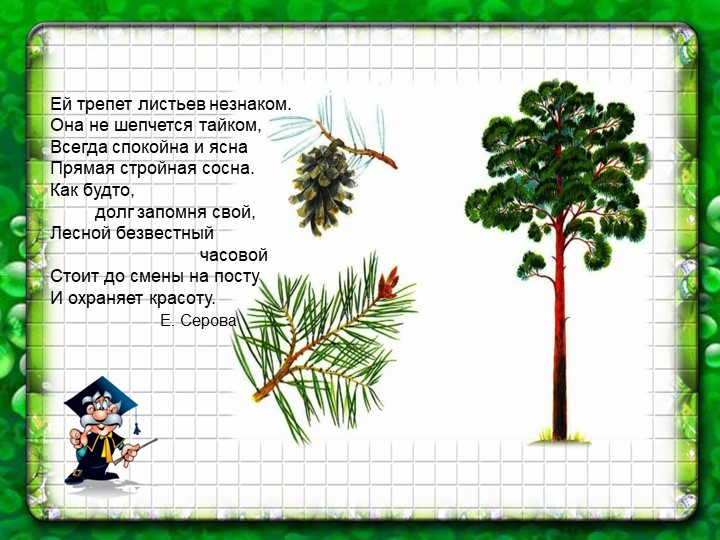 Презентация по познавательному экологическому развитию на тему "Деревья"
