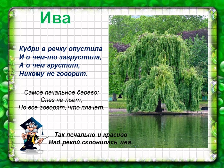 Презентация по познавательному экологическому развитию на тему "Деревья"