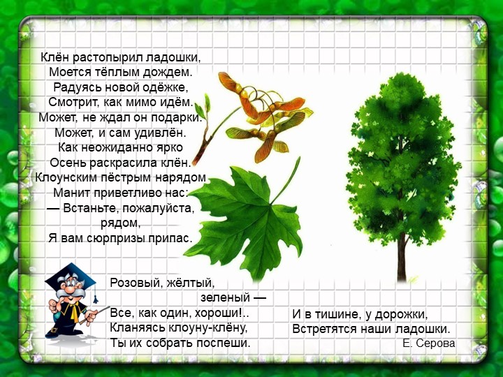 Презентация по познавательному экологическому развитию на тему "Деревья"