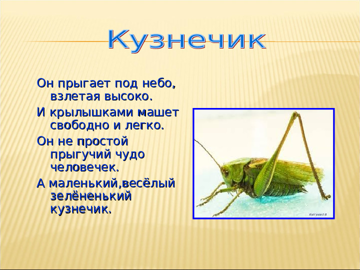 Насекомые. Презентация для детей