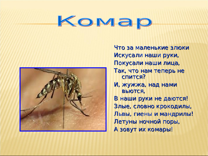 Насекомые. Презентация для детей