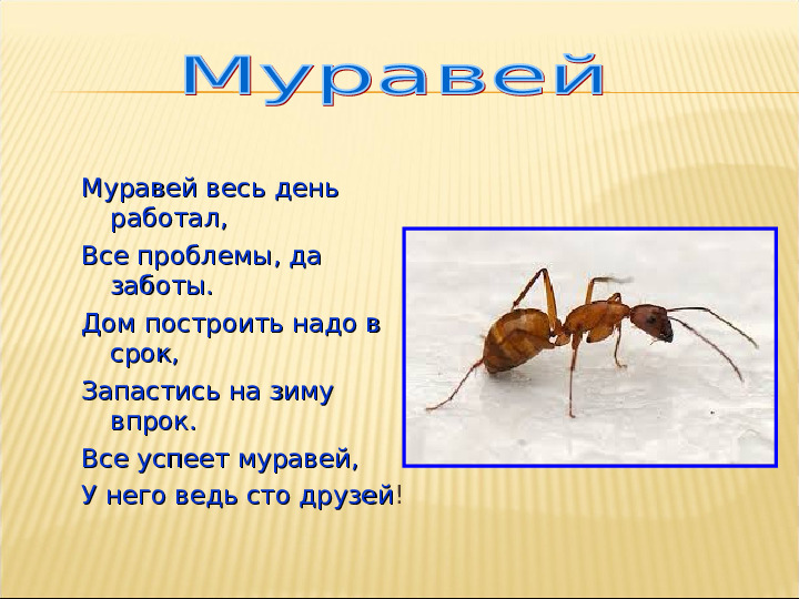 Насекомые. Презентация для детей