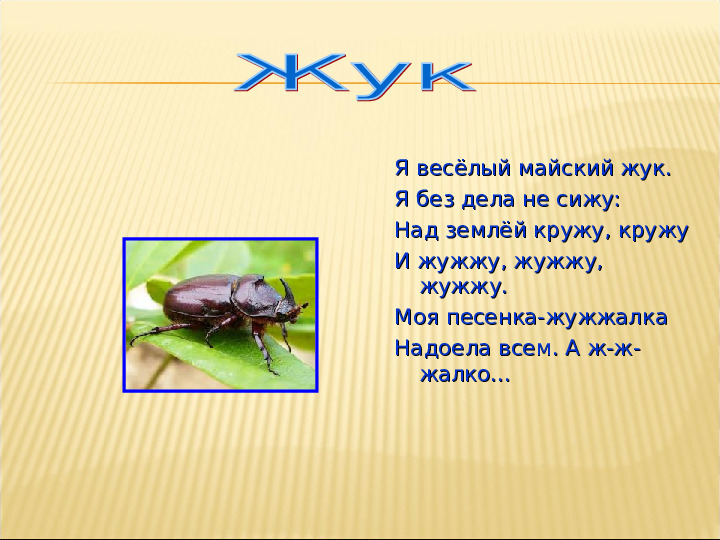 Насекомые. Презентация для детей