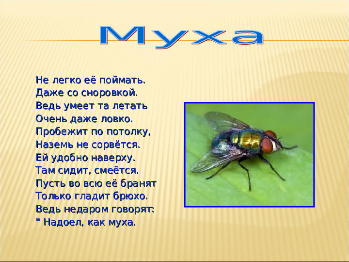 Насекомые. Презентация для детей