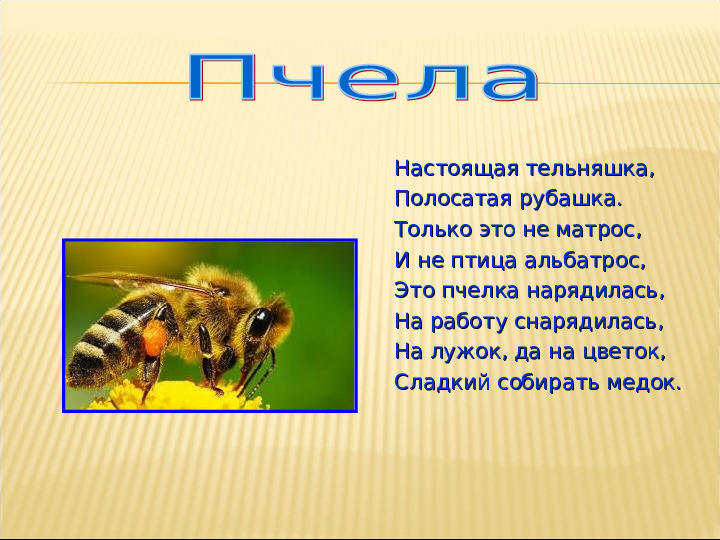 Насекомые. Презентация для детей