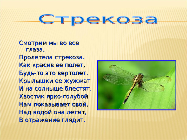 Насекомые. Презентация для детей