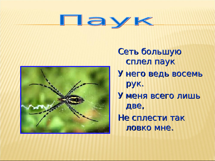 Насекомые. Презентация для детей