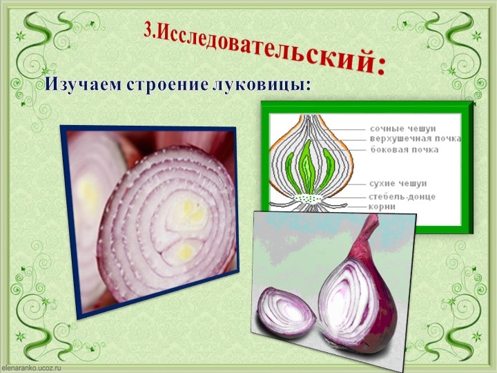Проект Господин Лук для детей старшей группы