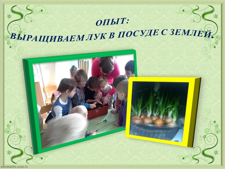Проект Господин Лук для детей старшей группы