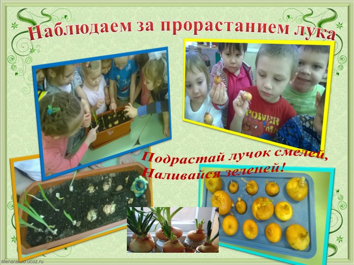 Проект Господин Лук для детей старшей группы